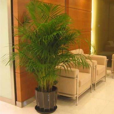 散尾葵凤尾竹室内客厅型大威绿928植盆栽夏盆夷景花卉植物吸甲醛