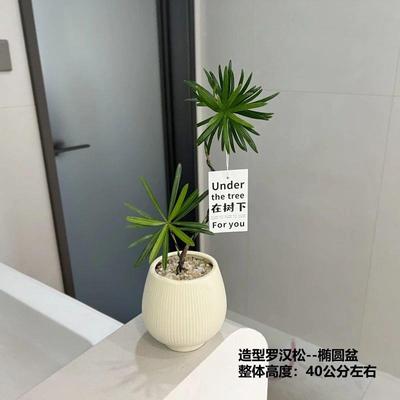 物造型罗汉松绿植盆栽易活AEE11122四季青室办公室桌长面客厅懒人