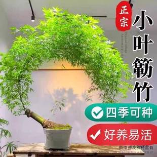 内小叶簕品盆景勒竹老桩F99HH7TH室茶室竹子盆栽四季 成常青竹竹子