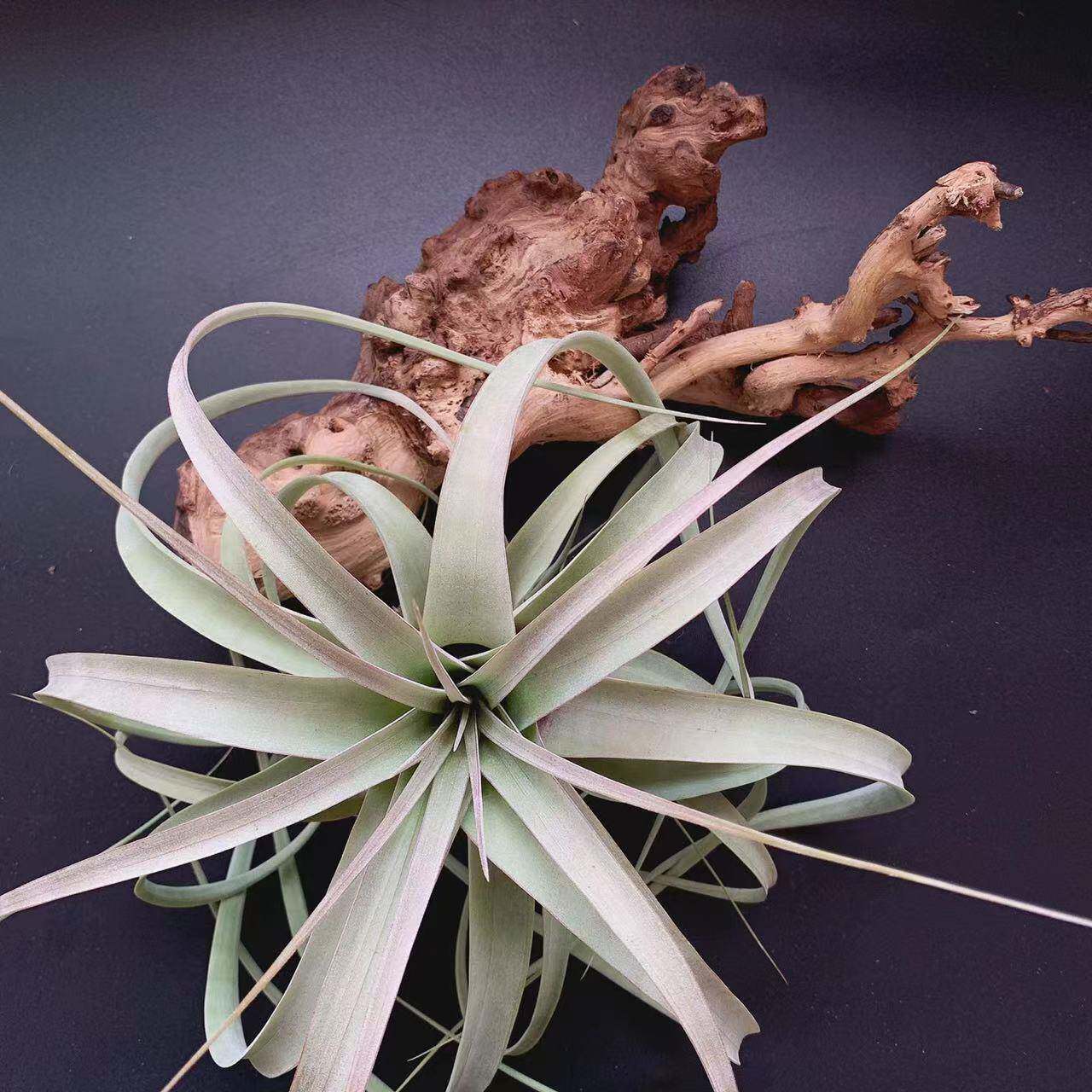 霸婷王杂柔基-厂家直梨供地空气凤无土植物铁无品牌/兰新奇绿植