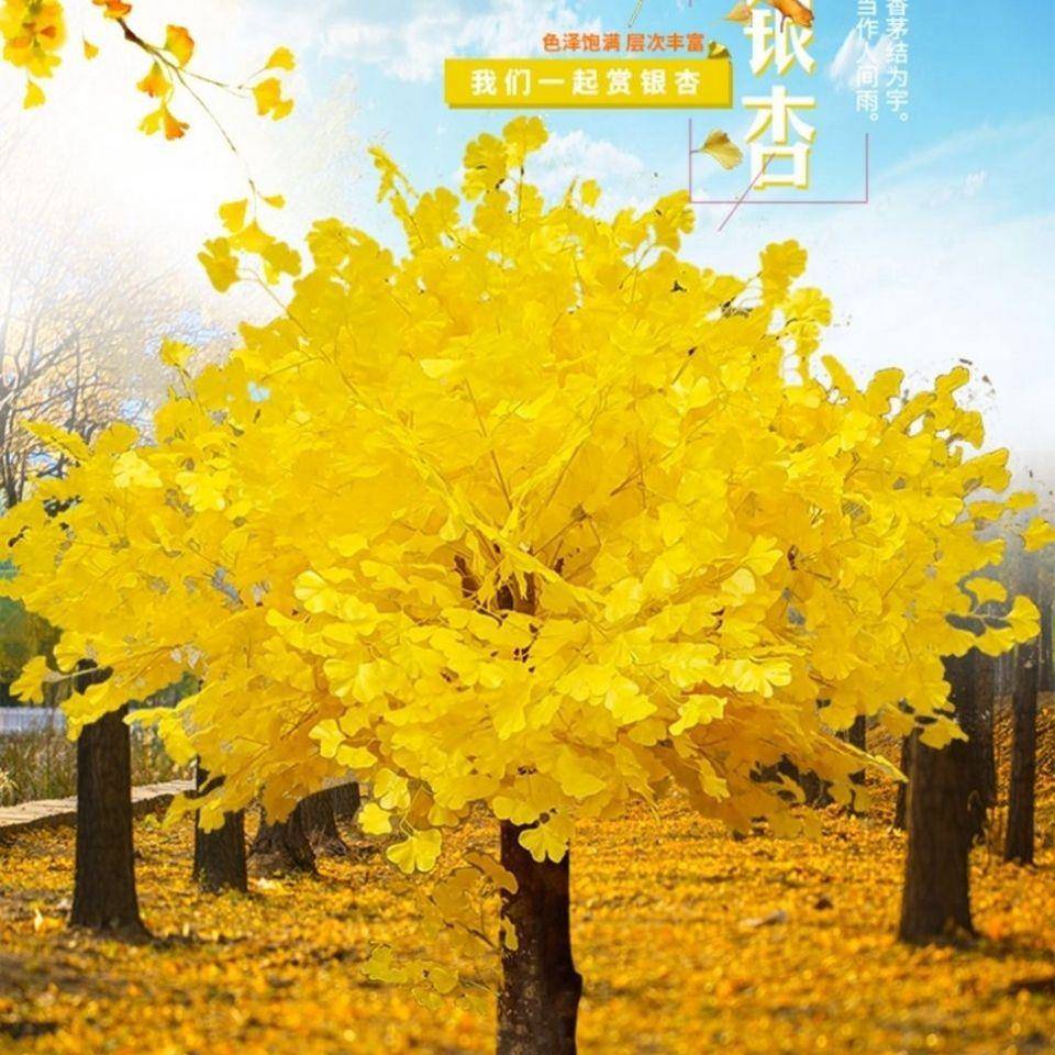 仿真银杏树植仿真065421物新年装饰许树橱窗装饰愿树室内外场商客