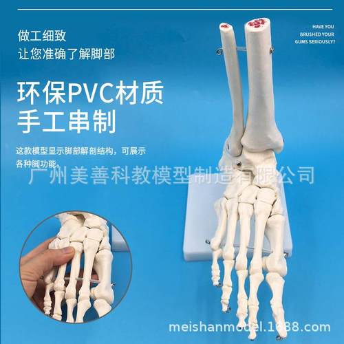 11脚关节模型脚部:骨骼足关节自然大骨脚骨脚部510解足剖结构模型