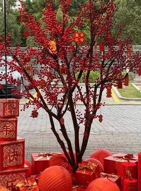 仿真真果树实冬木仿真X23北美青树红红色发财树年宵花新年装饰仿