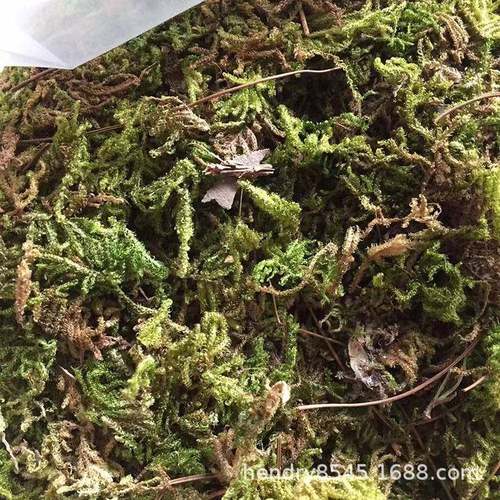 7普通公斤装干大水草苔藓水苔食虫植物微景观包FL001包扎运输生态