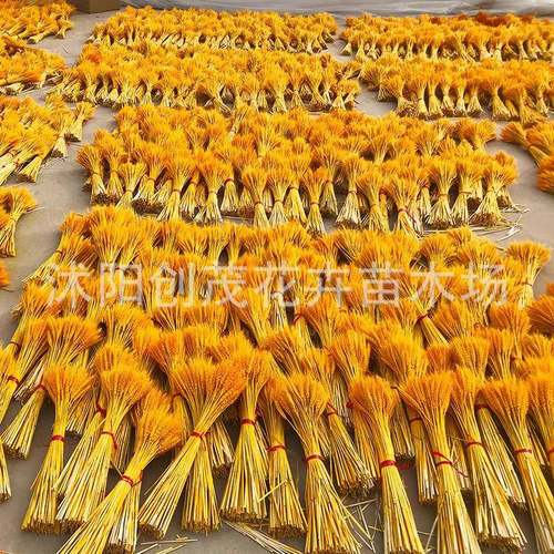 天然麦麦穗麦干花大麦花束花006店开业花篮直子小摆件装饰厂家发