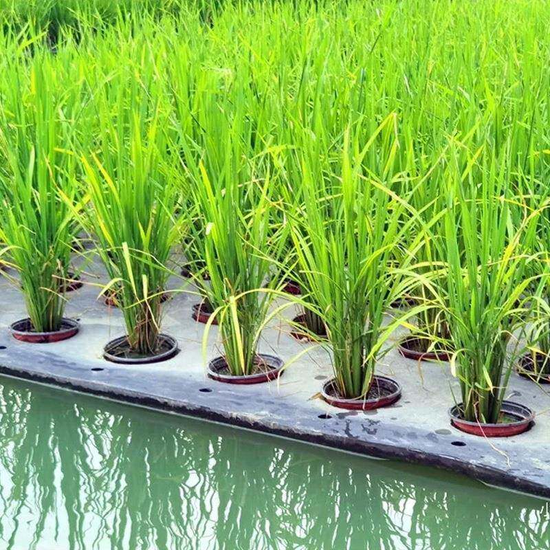 eXSZav上种植培泡沫浮床水水稻浮板鱼塘漂浮面板水水培蔬菜定植泡
