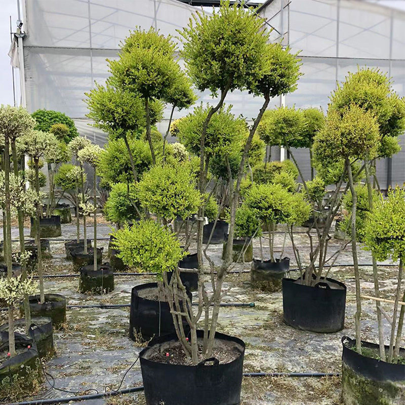 亮晶女贞多头造型园林绿化苗木
