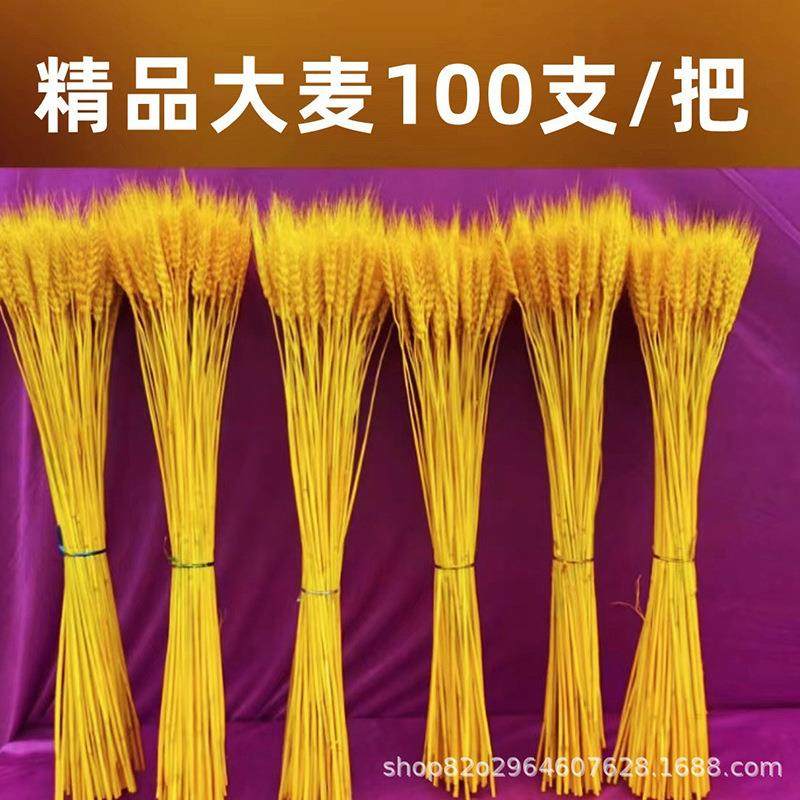 麦穗干花开业大麦花束客厅田园风装饰摆件插花道具金黄色干花麦穗
