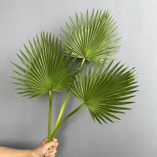 仿真叶棕榈叶室内装饰植物树叶子绿植叶蒲葵叶子PU仿真蒲扇芭蕉扇
