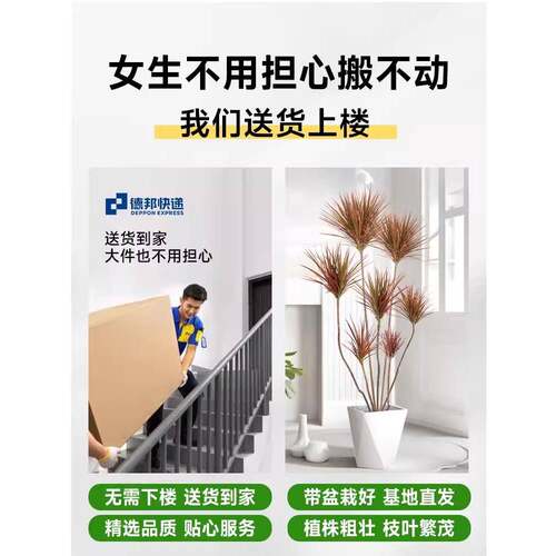 血千年木绿植室内大型rd758948马尾铁七彩厅铁真植物公客办室好养