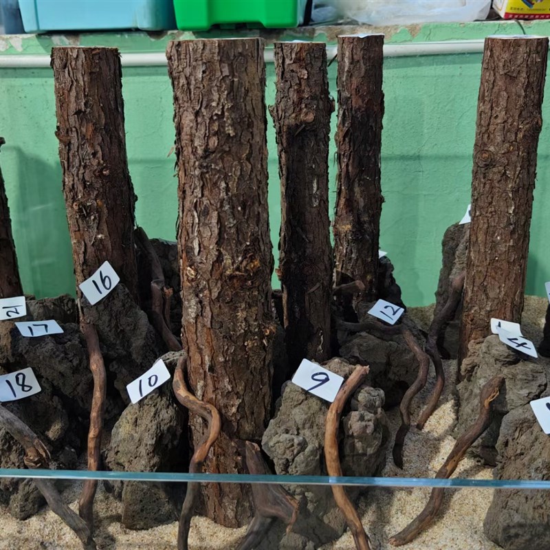 香杉木黑猫森林景树干草缸造景沉木雨林缸乌龟缸杜鹃根香槟木