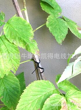 镀锌塑铁芯0.550.7猴0.0019枝条猕桃包扎园林带葡萄扎丝10000根