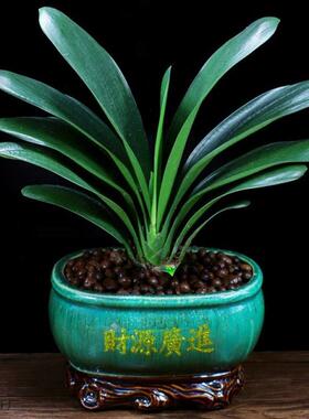 君子兰盆栽办公室内好养植物客厅花卉四季常青盆景吸桌面绿植
