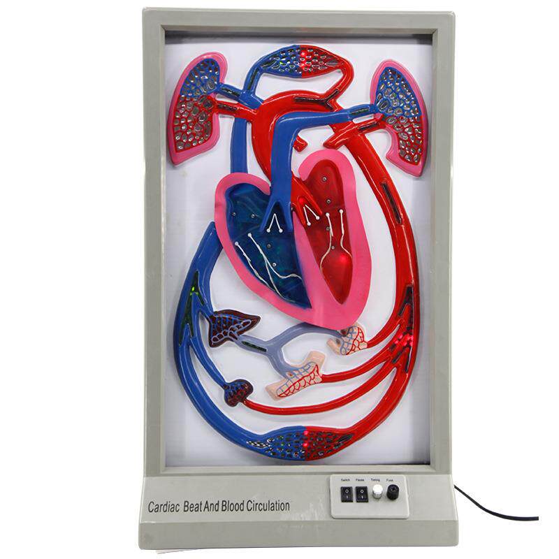 青华心搏与血液循环模型动态演示生物实验器材教学仪器电动教具
