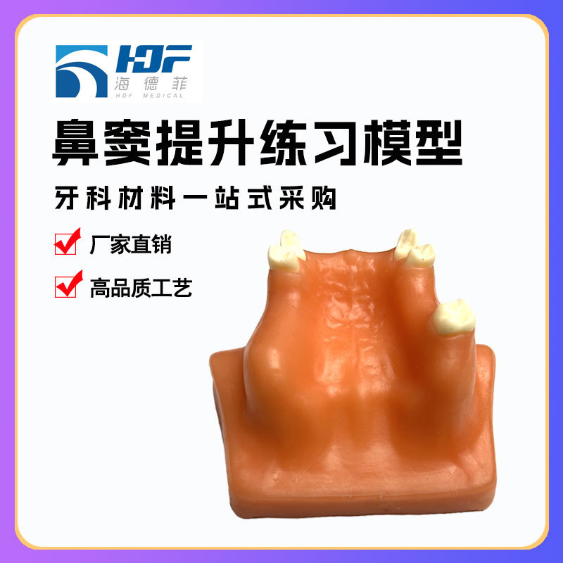 牙齿模型教学模型鼻窦提升练习模型