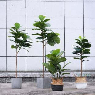 北欧仿真植物摆件客厅大型落地仿真树琴叶榕树绿植盆景可混
