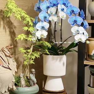 银PKZ柳冬青蝴蝶珍珠釉年宵花兰福轻奢客厅插花新花器盆栽盆景桶