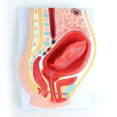 ENOVO颐诺胎盘剥离模型模型组织胚胎胎儿妇产科教学placenta培训
