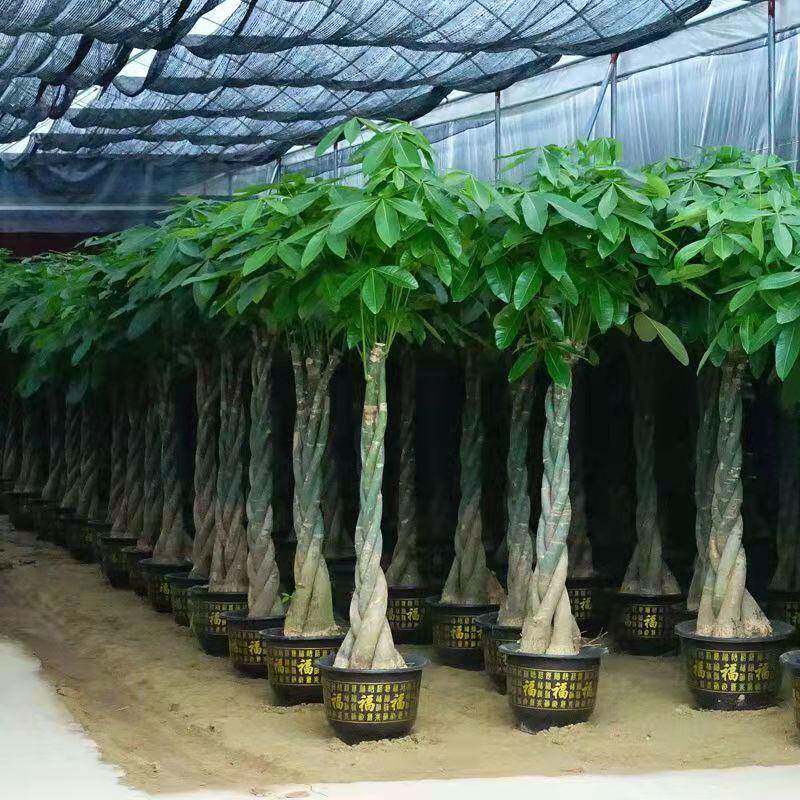 热销客厅办公室大型植物大盆景室内独干大发财树辫子发财树盆栽