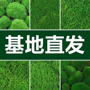 鲜活苔藓微景观盆景铺面青苔装饰假山水陆缸雨林造景材料植物