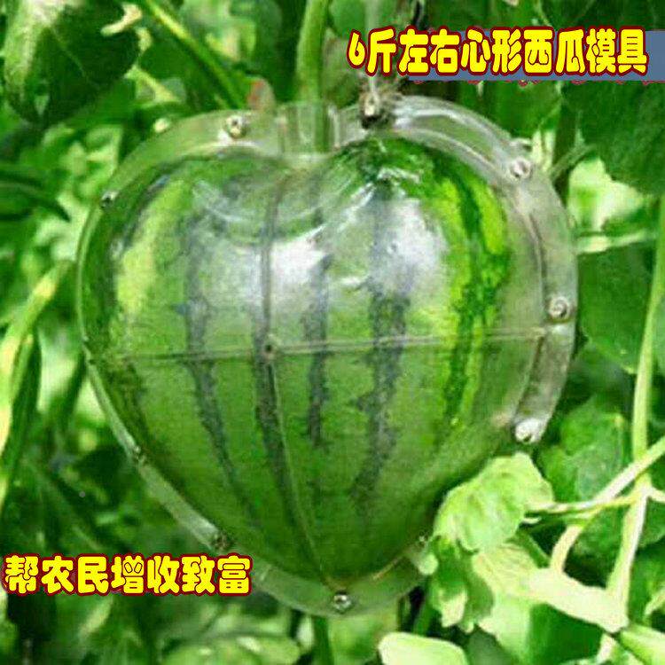 1定7分心摘形西瓜JDL模具采园公6斤心型西瓜形文玩范制葫芦定型模