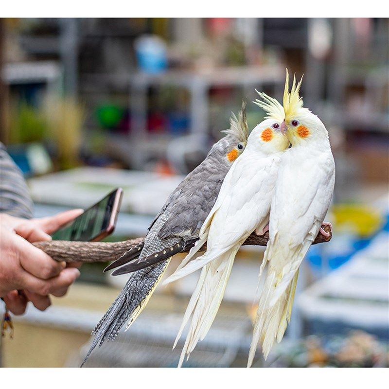 小太阳鹉专用窝繁殖孵化孵蛋四季冬天保暖悬挂式鸟窝鸟巢大号用品,宠物/宠物食品及用品,鸟禽其他,淘宝优惠券,粉丝福利购,淘宝优惠卷