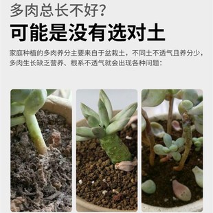 多肉专用土颗粒多肉营养土山地玫瑰多肉土陶粒土植土种多肉颗粒土