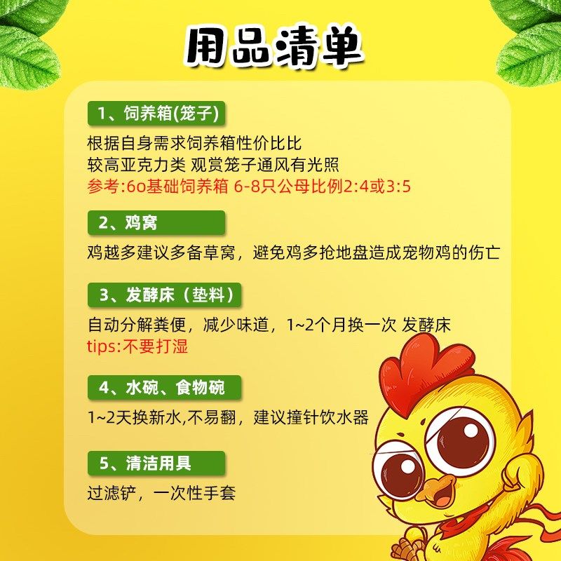 下蛋王芦丁鸡宠物鸡幼鸡网红迷你鸡全色系阳台宠物45天成年青年鸡,宠物/宠物食品及用品,宠物鸡,淘宝优惠券,粉丝福利购,淘宝优惠卷