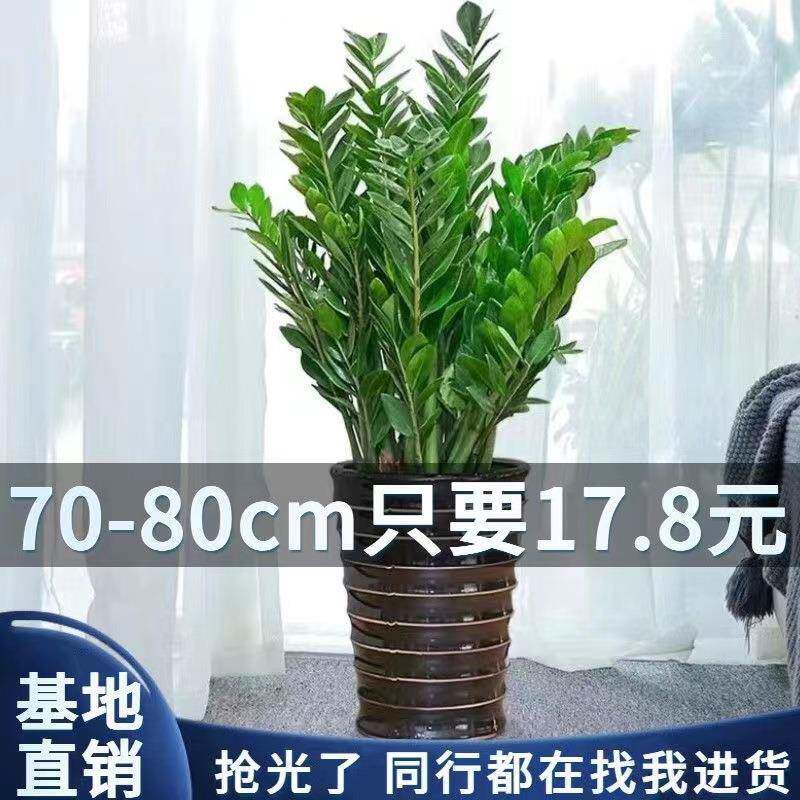金钱树大盆栽高大植物室内花卉客厅大绿植钱串子招财四季常青包邮