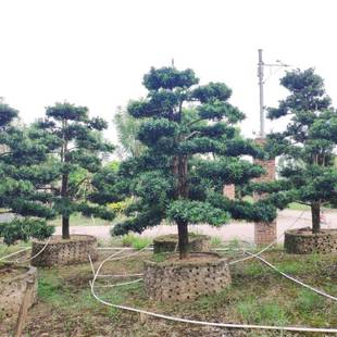910供应造型罗汉松假植苗地径15 20cm高度3米左右基地直销