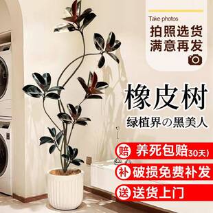 黑金刚橡皮树客厅大盆栽绿植办公室内大型植物落地式大号真花禄植