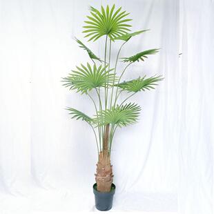 直仿真加州蒲葵扇葵树北欧风假绿植圆叶蒲装饰摆件落地室内