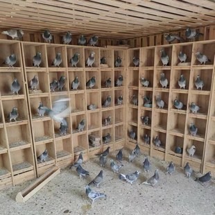 鸽子巢箱 赛鸽无门巢箱 鸽子笼 鸽子巢窝 鸽舍内部 高级防水巢箱