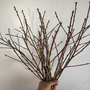桃花枝泡水开花手工装饰插花瓶阳台摆件轻奢个性干枝鲜树枝干花包