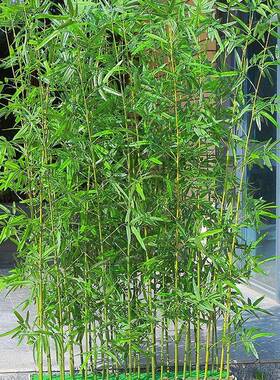 竹子细水假竹子装室内户外饰挡断绿植物塑料墙阳PZX台庭院隔造景