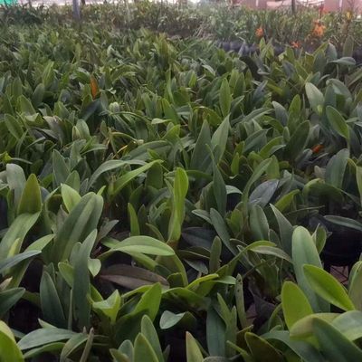 卡特兰秋香带花盆栽洋兰梦香兰文心兰跳舞兰蝴蝶兰君子兰花卉绿植