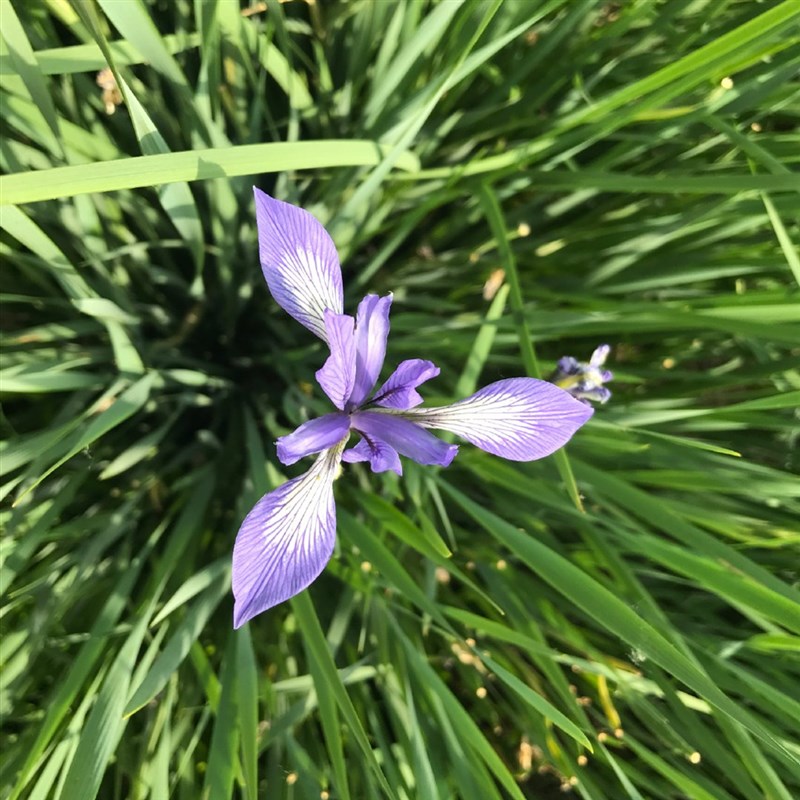 马蔺马兰花马莲四季易种园林绿化阳台花海庭院花苗耐寒耐旱宿根花