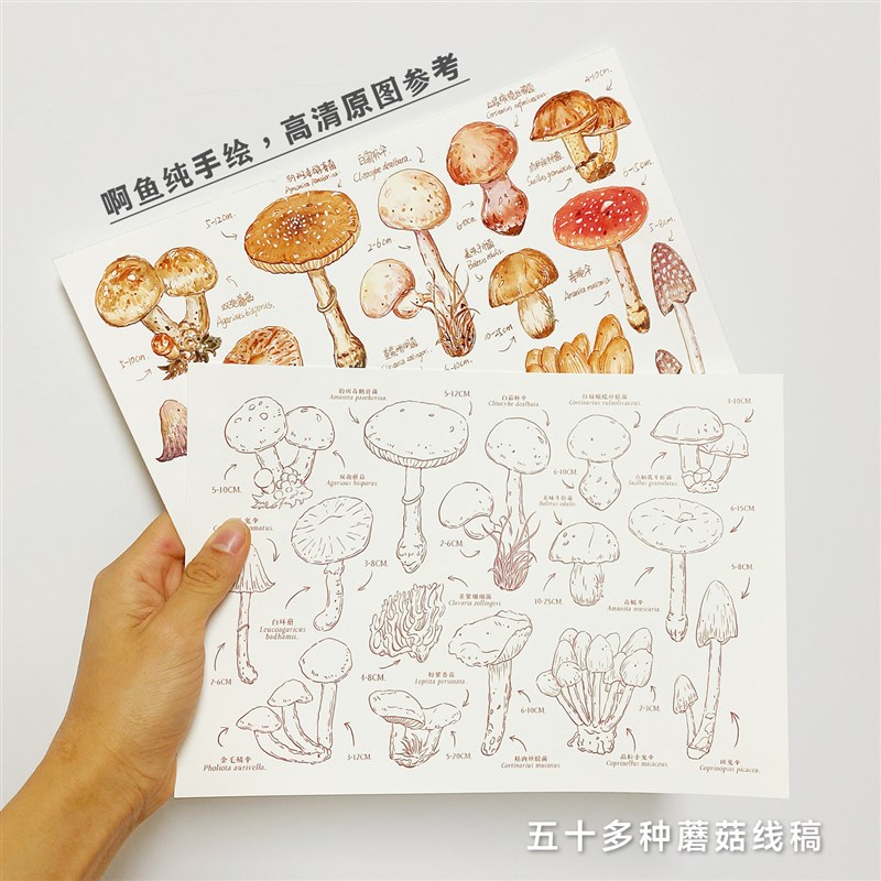 百科全书水彩线稿本涂色纸宝虹300g棉浆钢笔淡彩填色纸新手线稿