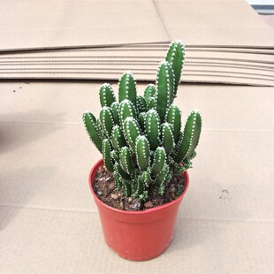 万重山盆栽珊瑚棒光棍树盆栽仙人掌多肉盆栽植物办公室超大仙人掌