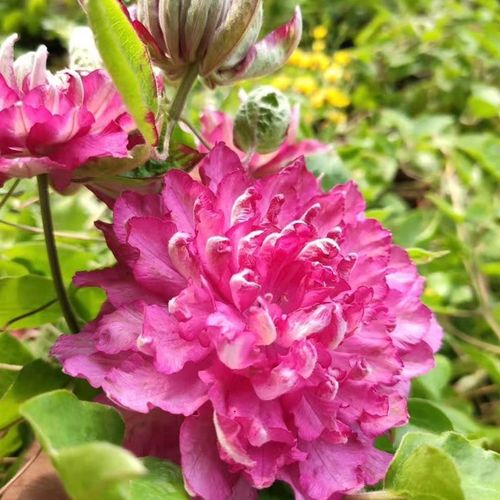 买三送光 五颗任意送  铁线莲 花炎 庭院攀爬藤耐热抗寒绿植物