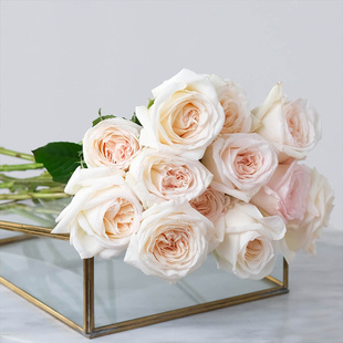 天狼月季 白哈娜 月季玫瑰 多季大花杂交茶香月季