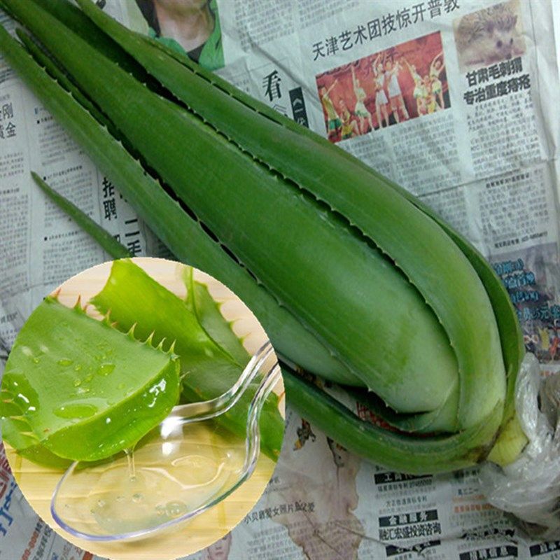 库拉索芦荟芦荟盆栽 可食用芦荟植物新鲜芦荟苗包邮,鲜花速递/花卉仿真/绿植园艺,绿植,淘宝优惠券,粉丝福利购,淘宝优惠卷