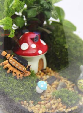 苔tz-20210藓微景观创意礼摆件绿植藓苔品瓶生态瓶水滴瓶植物小世