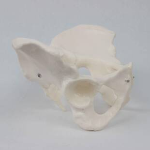 型女性骨盆教学模盆分娩助产教学构模型妇产科自然骨骼123结模骨