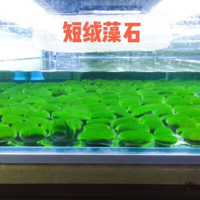 短绒藻长绒藻绿藻种藻石藻球绿藻苏虾藻鱼缸绿藻绿苔种水草造景