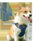 柯基犬狗牵引绳背心式 中小型犬法斗柴犬遛狗绳可调节胸背带狗链子