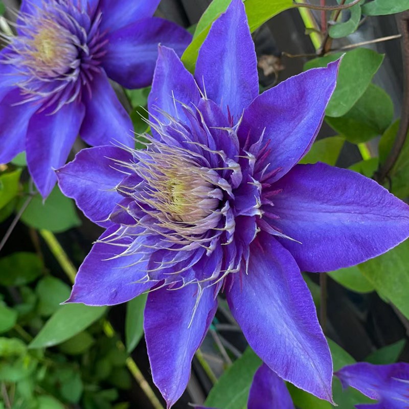 多蓝铁线莲花苗盆栽爬藤本皇后大花重瓣丰花多季开攀援花卉绿植物