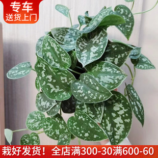 小叶银斑葛盆栽叶子肥厚大叶银斑葛好养绿萝室内桌面长藤垂吊植物