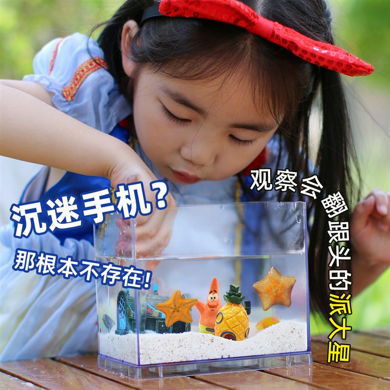 【海星饲养套餐套装】礼盒派大星活宠物迷你海燕海洋生物儿童礼物