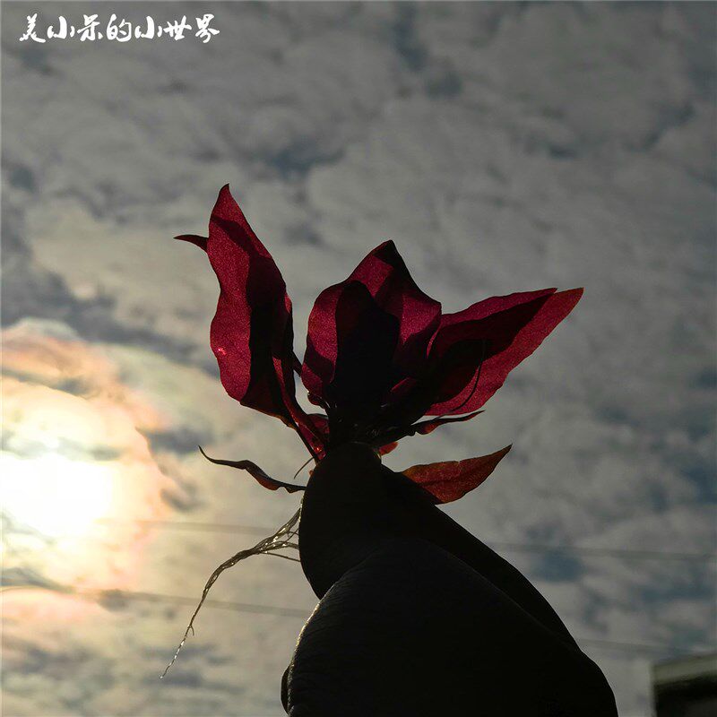 小呆自养  豹纹血心兰 自家繁殖 水中草水中叶鱼缸造景